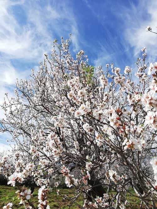Datça Badem Çiçeği festivali